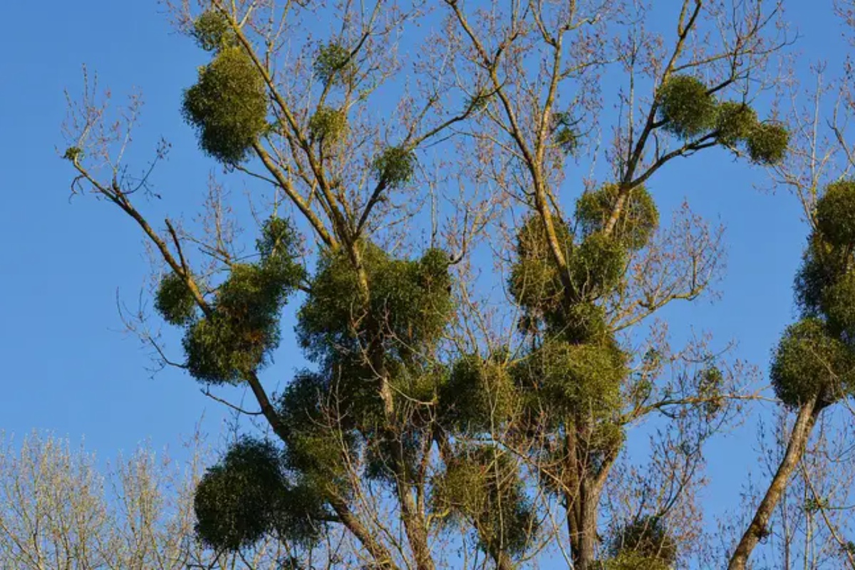 Svi su ih videli, ali malo ko zna šta su: Zašto se na drveću pojavljuju čudne zelene kugle – image 3