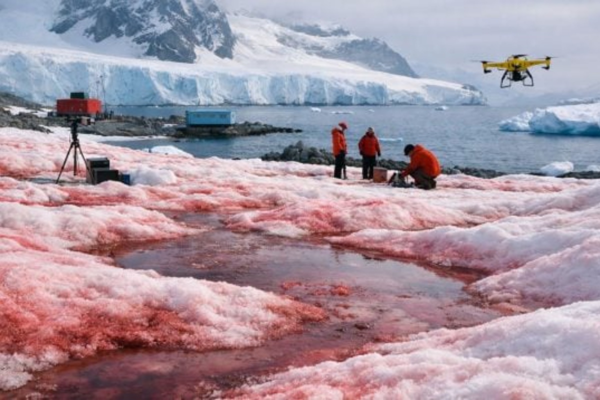 Istraživači otkrili da crvene alge i „ružičasti sneg“ ubrzavaju topljenje Antarktika – image 4