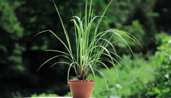 Planta care trebuie așezată pe pervazul ferestrei pentru a alunga țânțarii din casă.