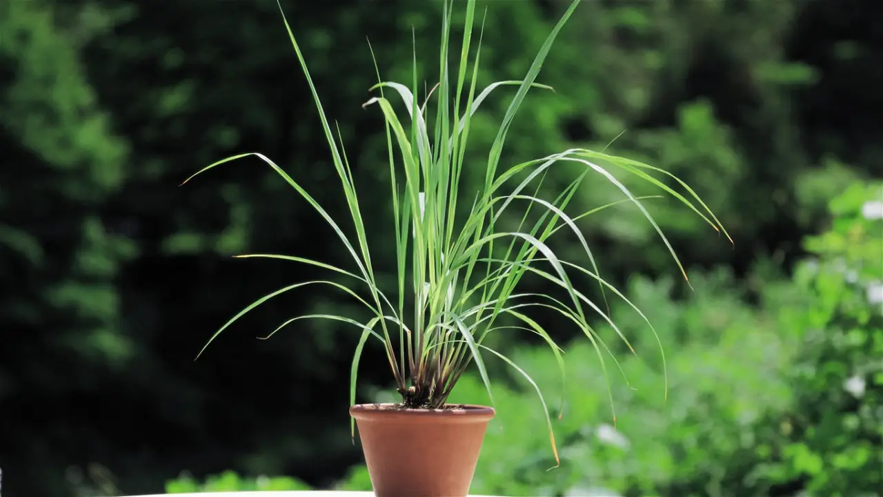 Planta care trebuie așezată pe pervazul ferestrei pentru a alunga țânțarii din casă.