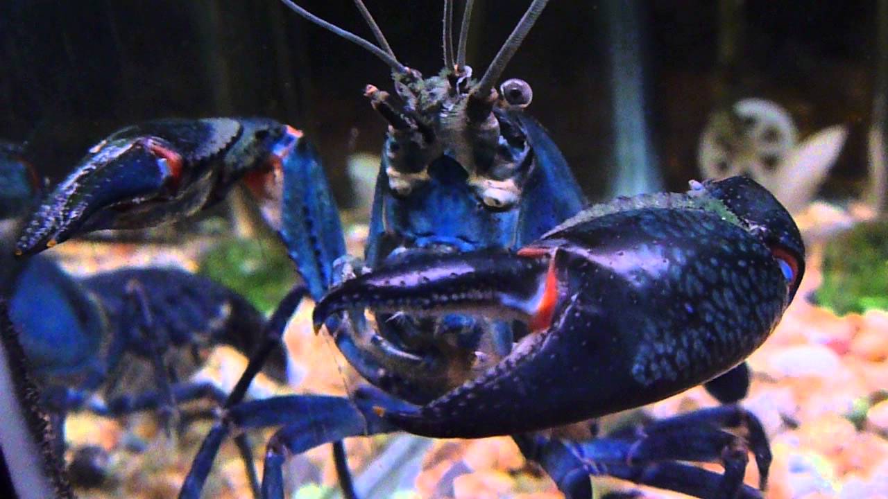 Rak koji izgleda poput raka, ali se ponaša kao riba – već izaziva zabrinutost stručnjaka u Europi