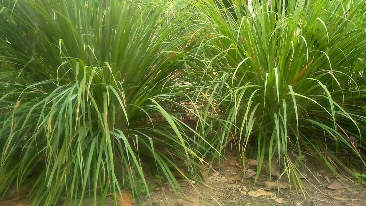 Biljka citronele kao prirodna zaštita od komaraca