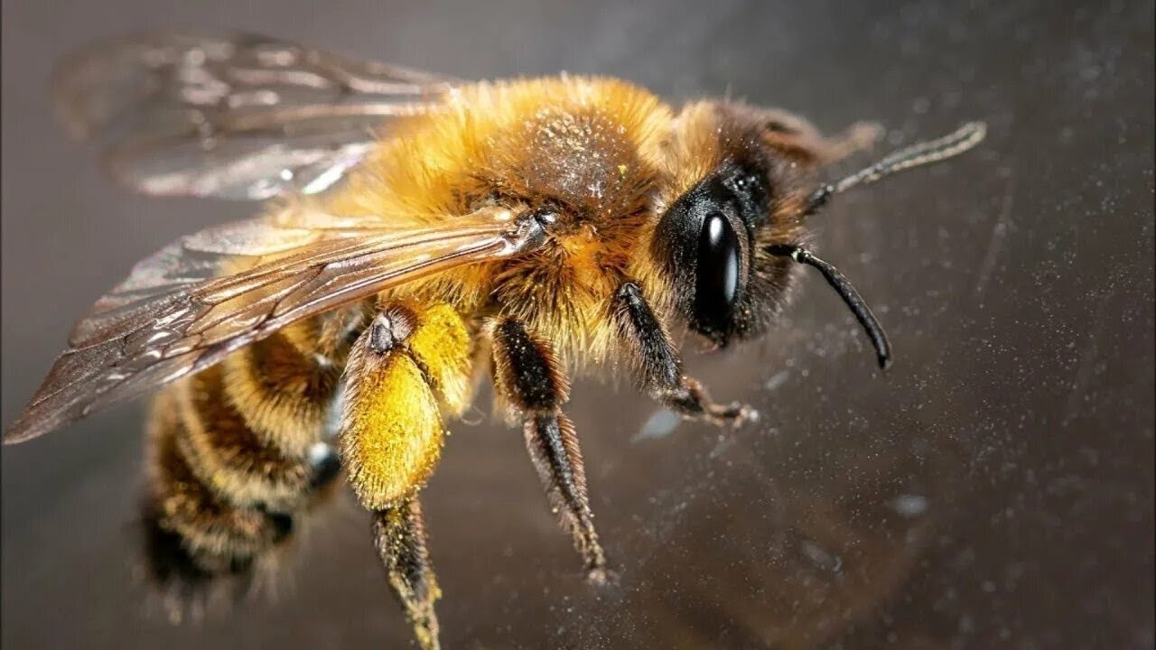 Pčele kao indikatori zdravlja gradskog ekosistema