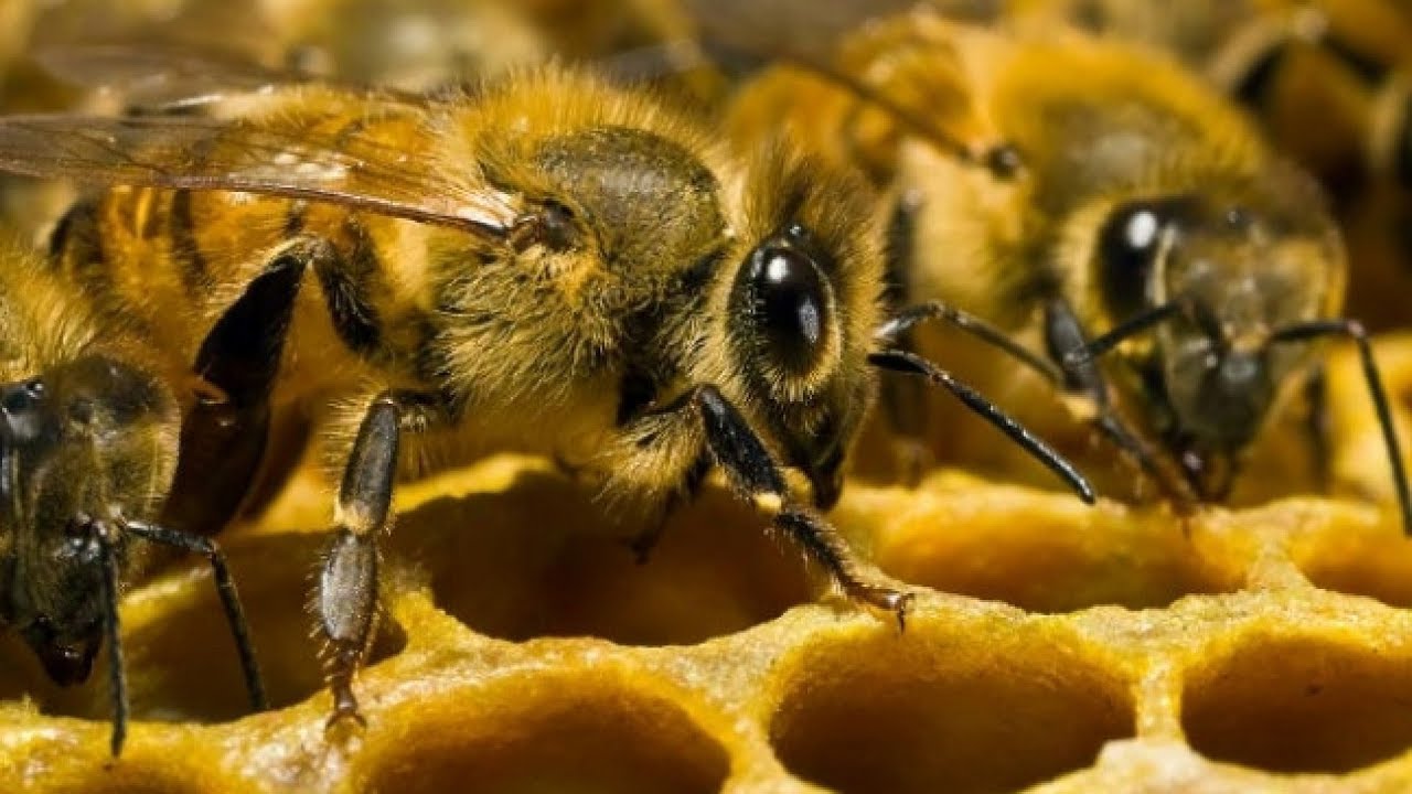 Budućnost održivih gradova uz pomoć pčela
