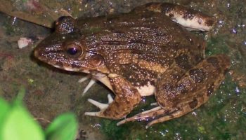 Broasca care sfidează regula fundamentală a amfibienilor: cum a reușit o singură specie să supraviețuiască în apă sărată.