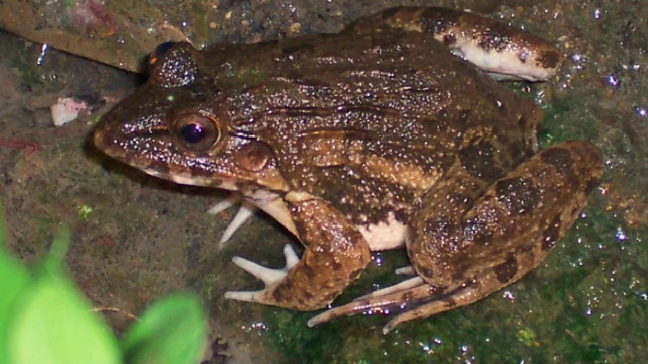 Broasca care sfidează regula fundamentală a amfibienilor: cum a reușit o singură specie să supraviețuiască în apă sărată.