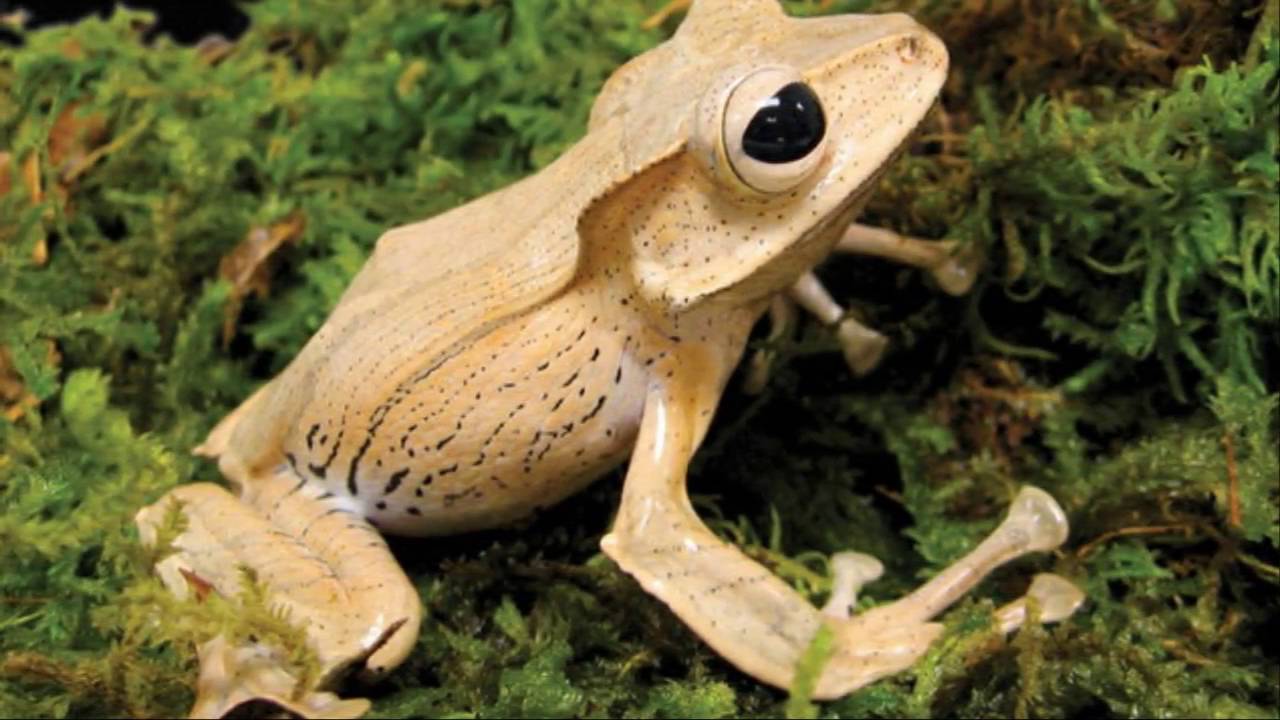 Žaba Fejervarya cancrivora u svom prirodnom staništu