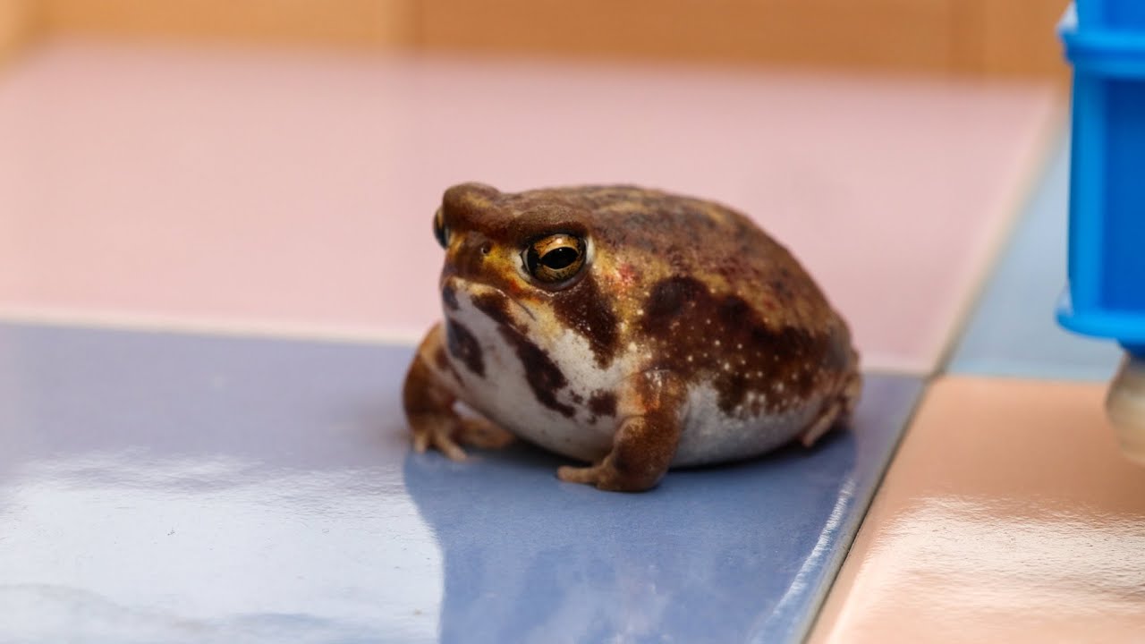 Ekosistem mangrova gde žive otporne vrste