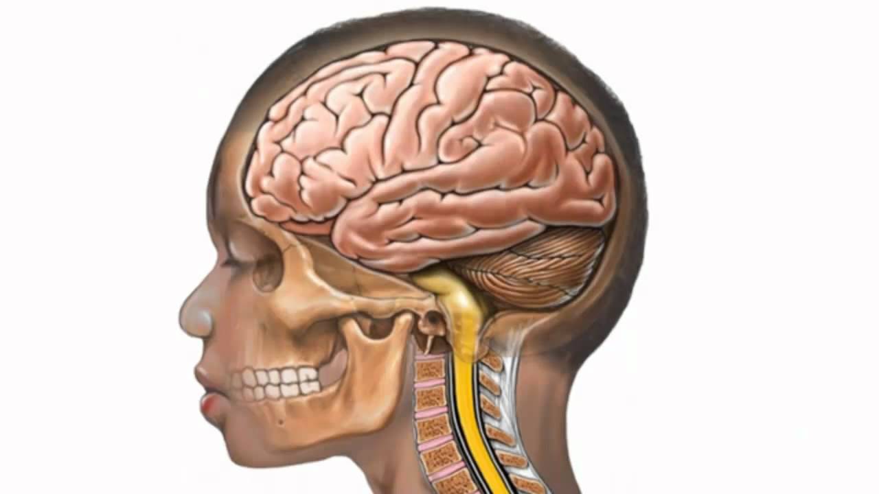 Zdravlje mozga i prevencija neuroloških oboljenja