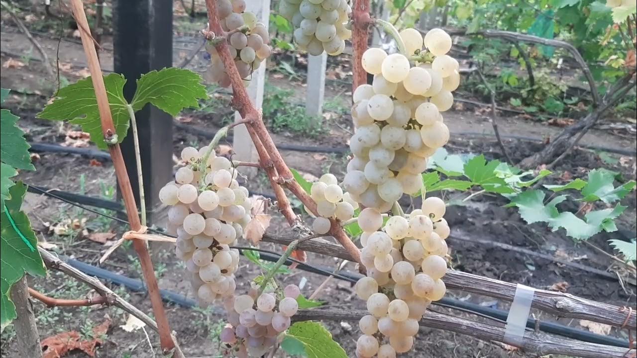 Zaštita grožđa od sunca i insekata