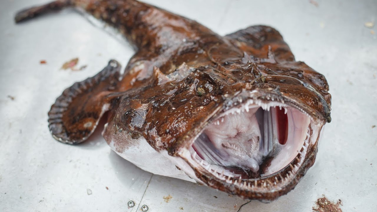 Zdravstvene prednosti konzumacije ribe