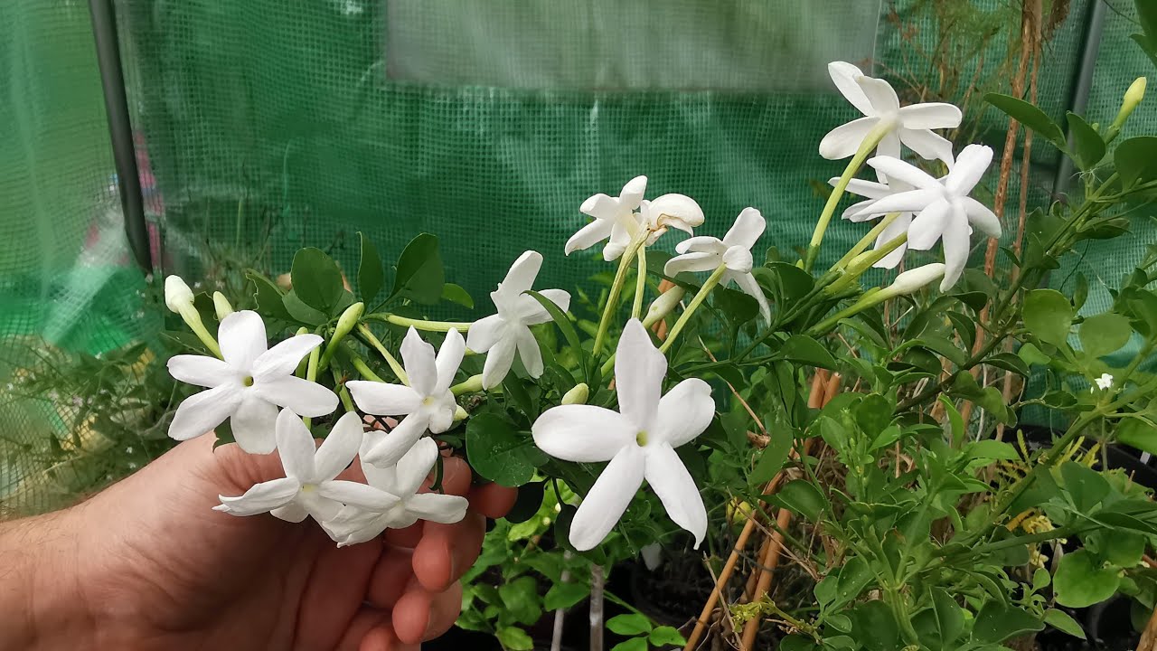 Mirisni cvetovi jasmina u punom cvatu