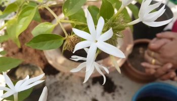 Care este cea mai parfumată floare care crește în ghiveci și cucerește orice balcon?