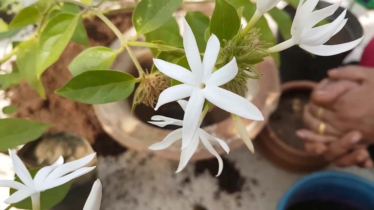 Care este cea mai parfumată floare care crește în ghiveci și cucerește orice balcon?