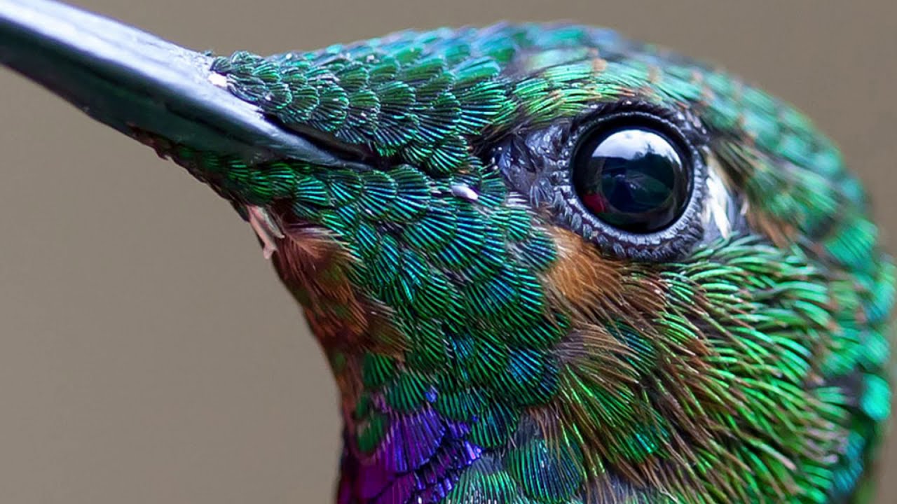 Pecten oculi i funkcija transporta energije