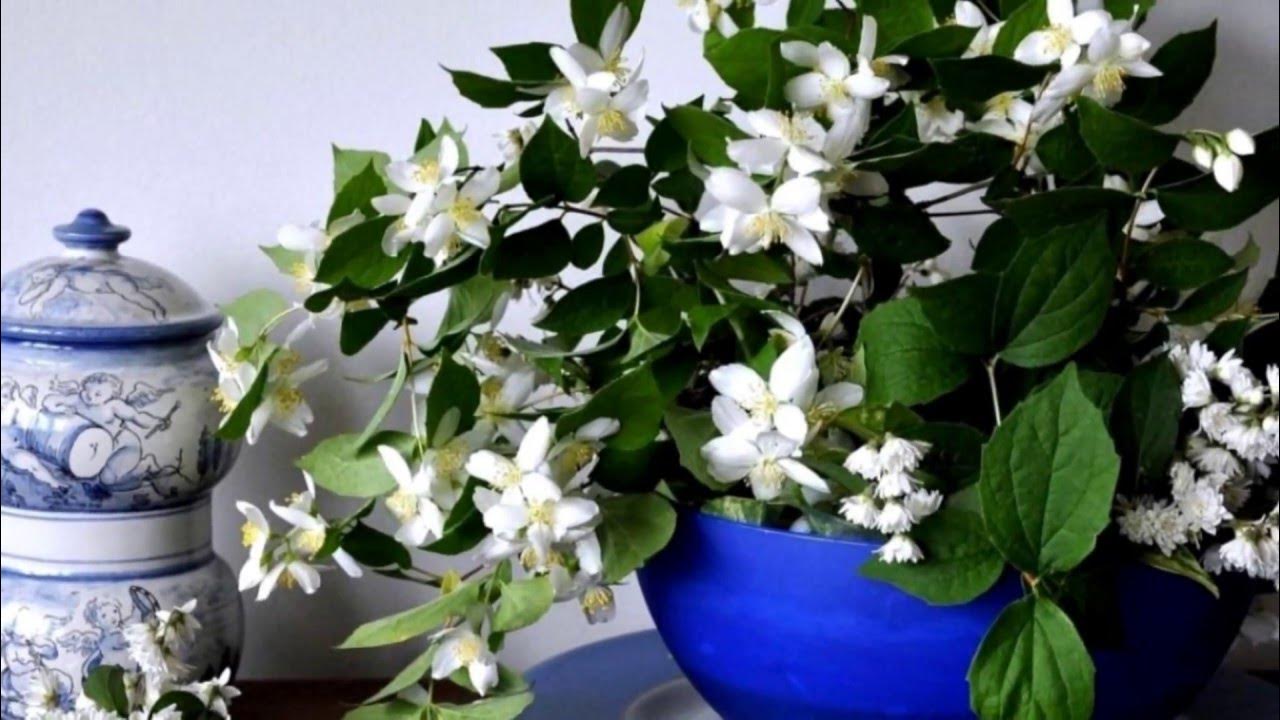 O floare care umple grădina cu parfumul său și care poate fi cultivată în ghiveci.