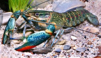 În aparență, seamănă cu un crab, dar se comportă ca un pește: deși nu este încă o epidemie în Europa, deja provoacă îngrijorare în rândul experților.