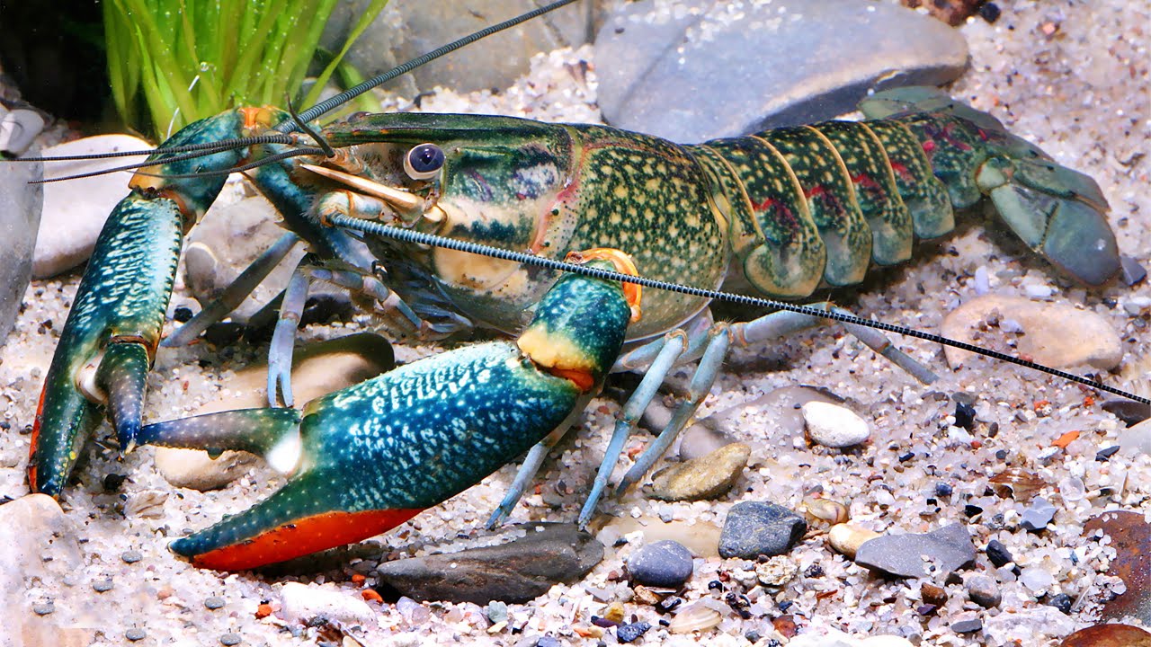 În aparență, seamănă cu un crab, dar se comportă ca un pește: deși nu este încă o epidemie în Europa, deja provoacă îngrijorare în rândul experților.