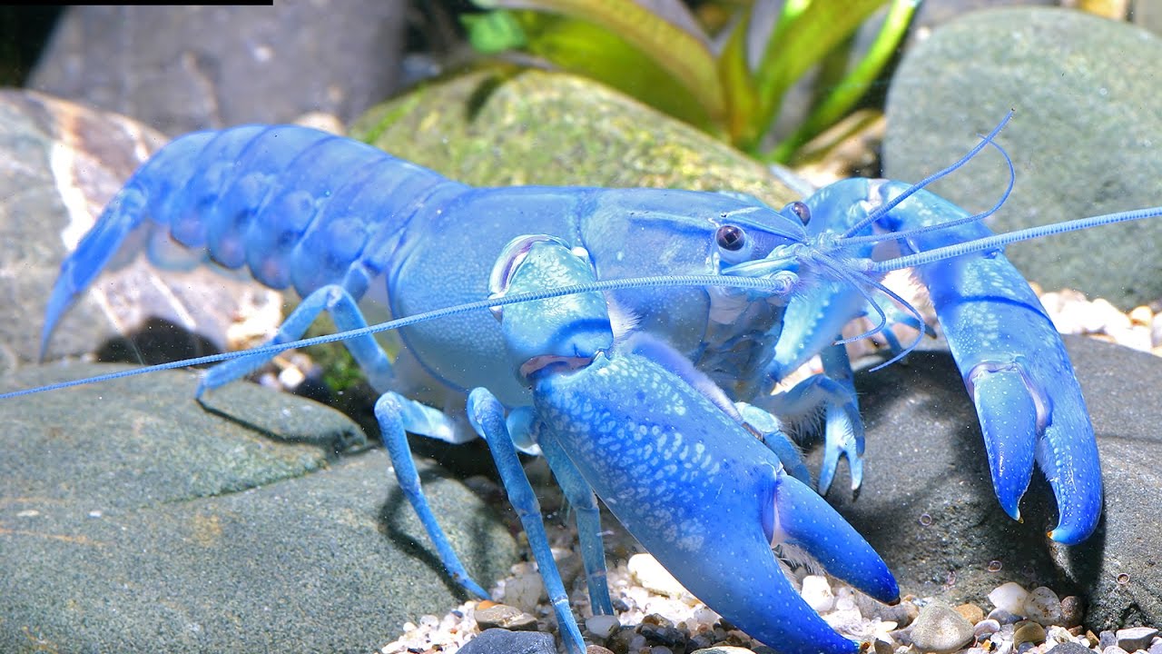 Rak koji izgleda poput raka, ali se ponaša kao riba – već izaziva zabrinutost stručnjaka u Europi