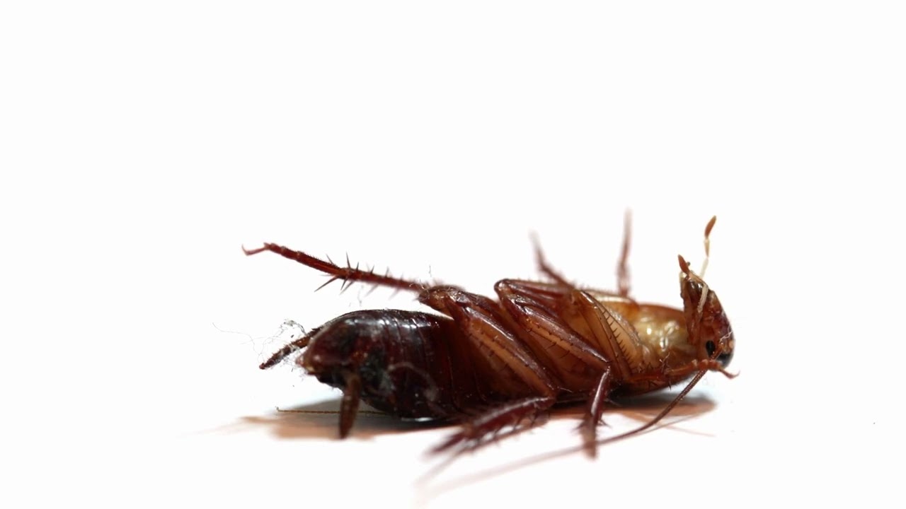 Soda bikarbona kao sredstvo za higijenu