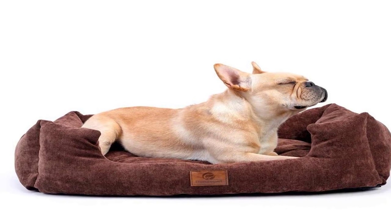 Zaleđena flaša kao spas za psa