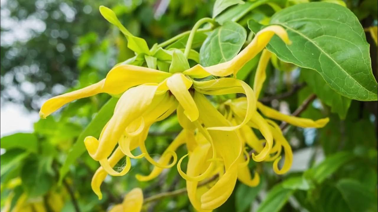 Mirisna kananga – tropsko drvo intenzivnog cvjetnog mirisa