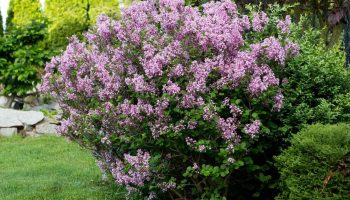 Ne hai nel tuo giardino? Ricordalo in inverno, il cespuglio fiorirà come mai prima d’ora