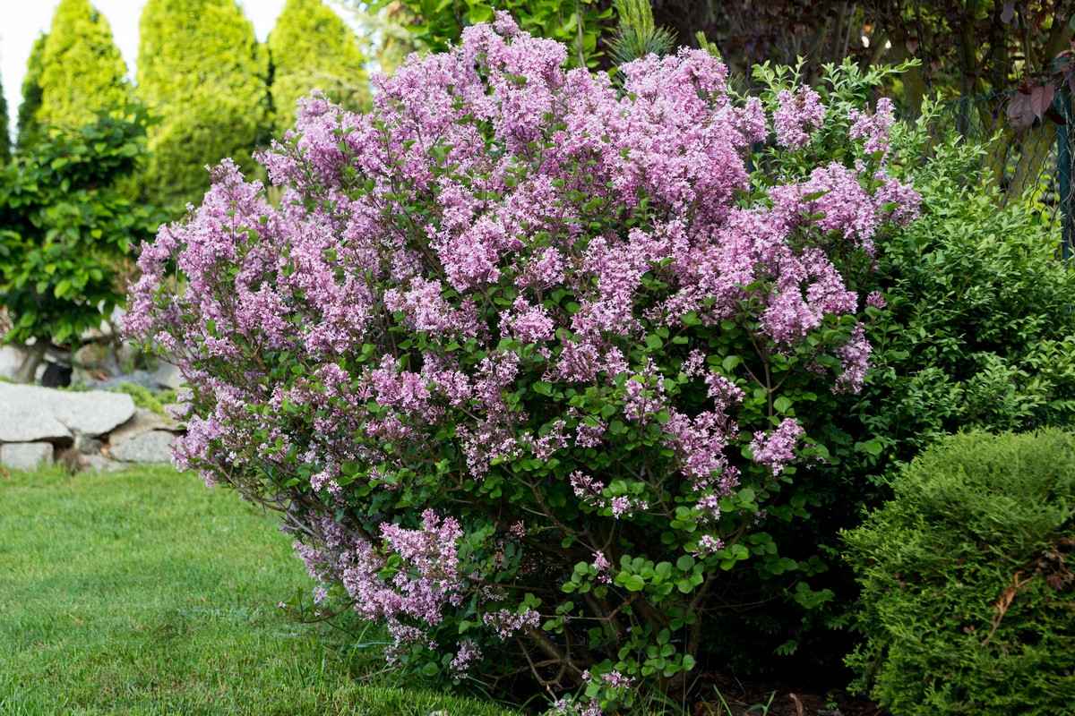 Ne hai nel tuo giardino? Ricordalo in inverno, il cespuglio fiorirà come mai prima d’ora
