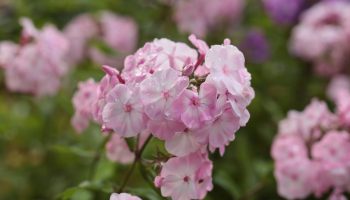 È bella come un’ortensia, ma poco esigente. Fiorisce per tutta l’estate ed è facile da coltivare.