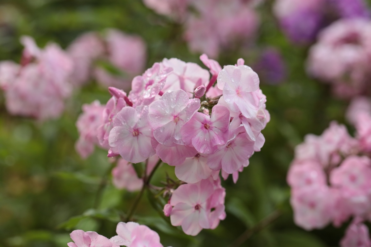 È bella come un’ortensia, ma poco esigente. Fiorisce per tutta l’estate ed è facile da coltivare.