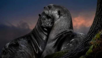 Un mamifer carnivor din America Latină, considerat dispărut timp de 38 de ani, a reapărut în habitatul său natural.