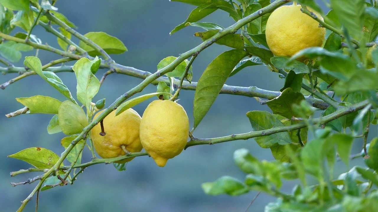 Priprema kokosovog supstrata za biljke