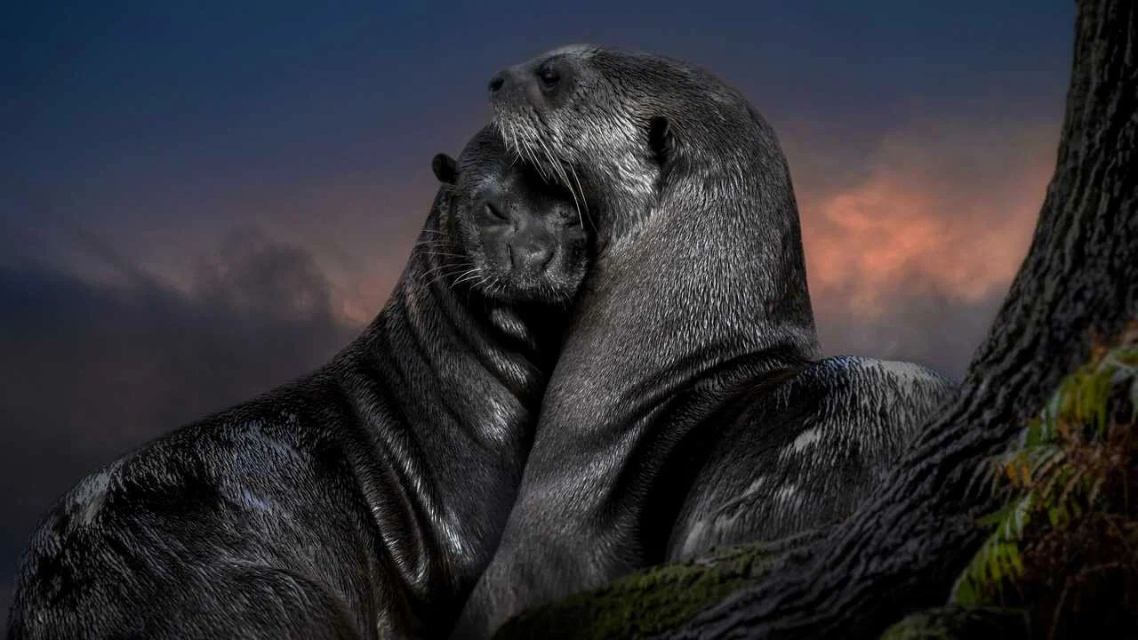 Un mamifer carnivor din America Latină, considerat dispărut timp de 38 de ani, a reapărut în habitatul său natural.