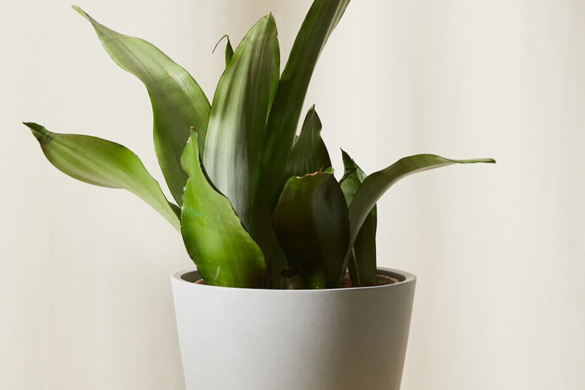 Sansevjerija - jedna od najizdržljivijih sobni biljaka