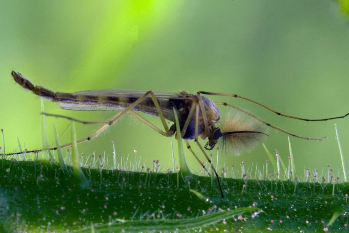Kako napraviti domaće svijeće za odbijanje komaraca