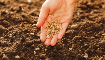 Il segreto ben custodito dai giardinieri per seminare con successo i pomodori già a gennaio