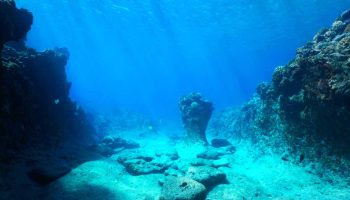 Ei explorează coastele New York-ului și găsesc un „comoară” care ar putea asigura alimentele necesare metropolei pentru 800 de ani.