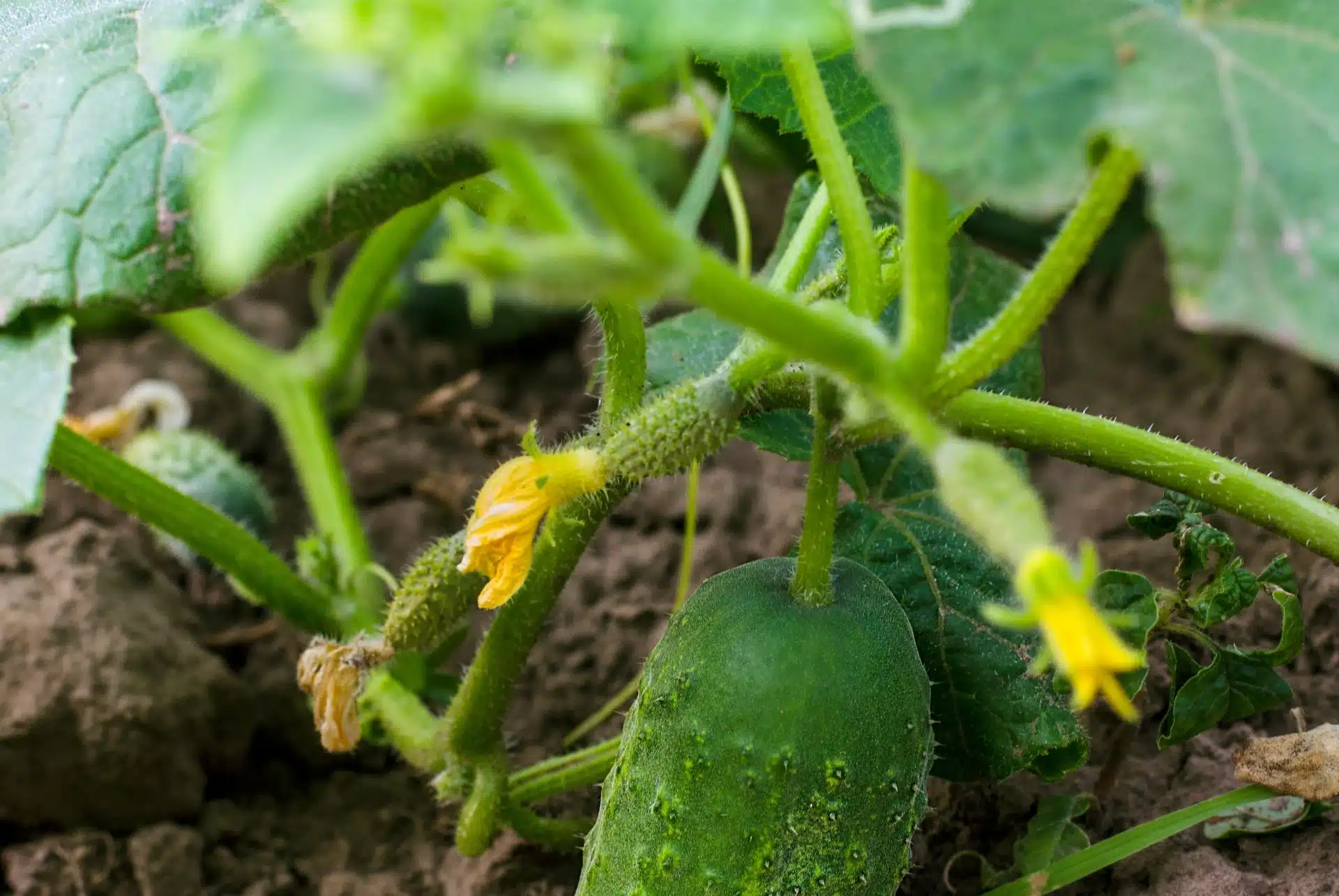 Krastavci će rasti kao kvasac. Sve što im treba je dobro društvo u vrtu.