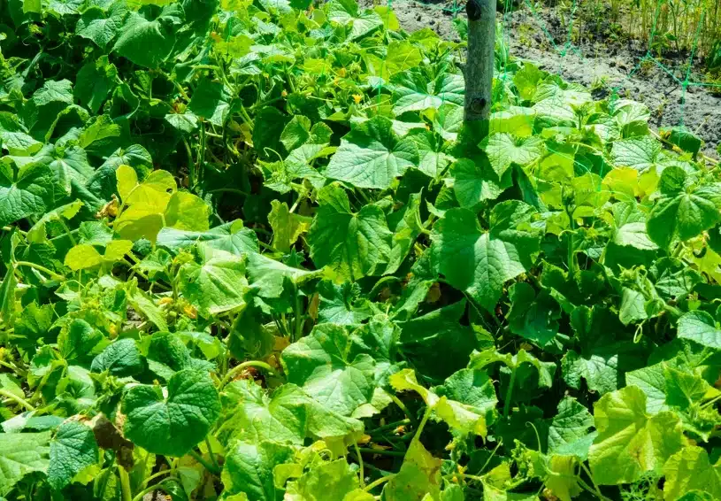 Uvijek ih sadim uz krastavce. Nitko u blizini nema takvu žetvu.