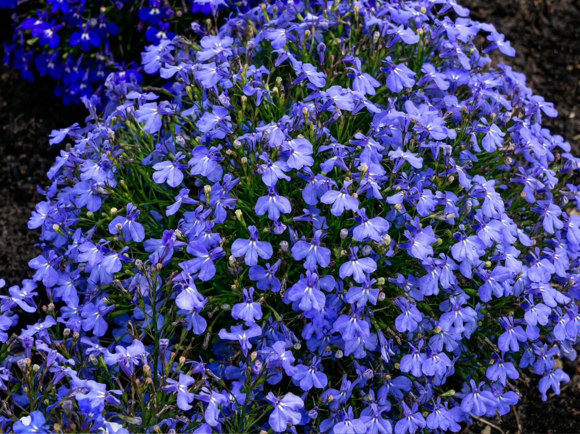 Sadnice posadite u veljači. Vaš će vrt biti pun cvijeća od lipnja do prvog mraza.