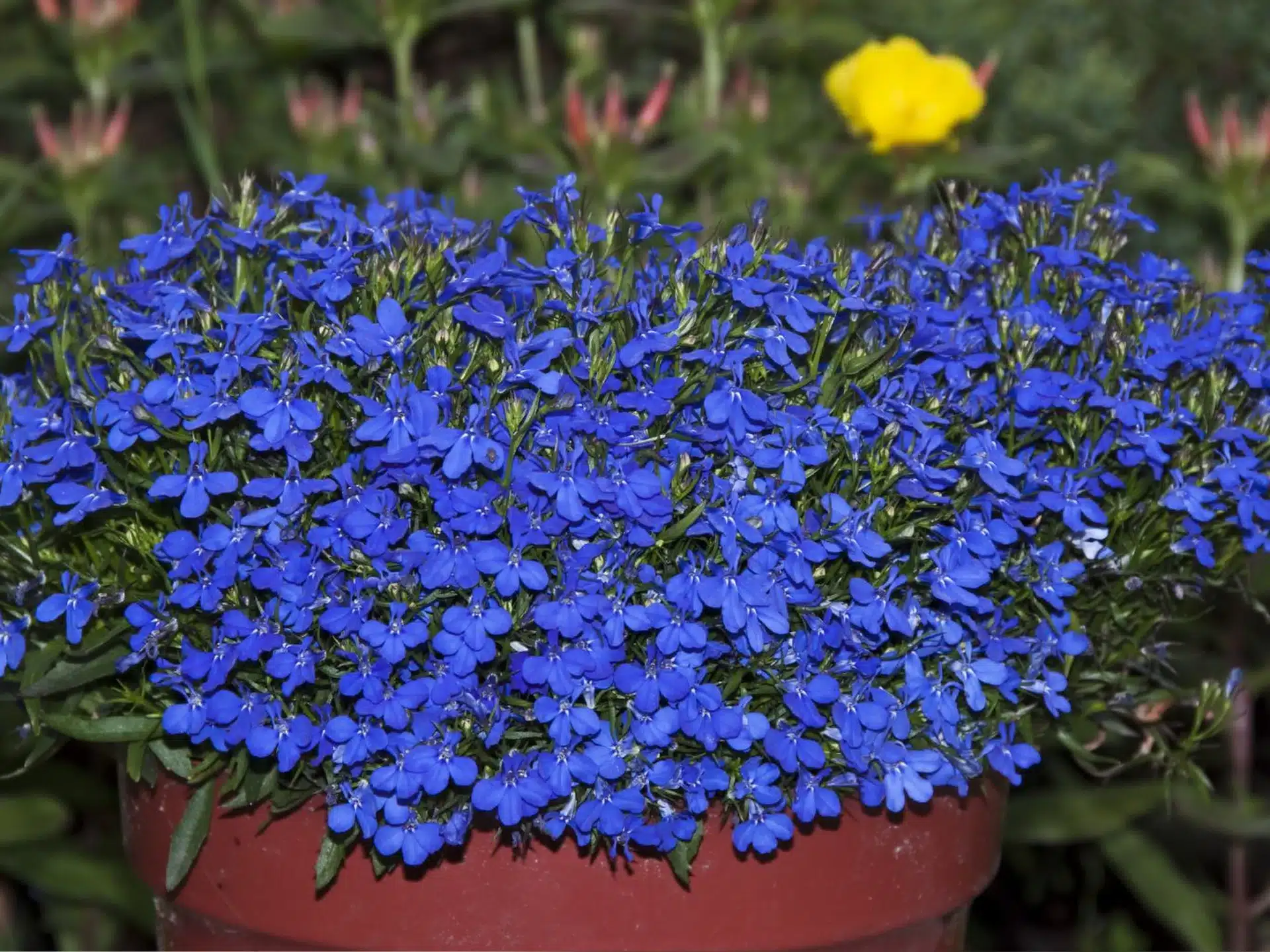 Sadnice posadite u veljači. Vaš će vrt biti pun cvijeća od lipnja do prvog mraza.