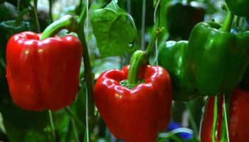 Ak teraz nezasijete semená, vaše papriky nebudú mať čas priniesť plody. Skontrolujte dátumy sejby.