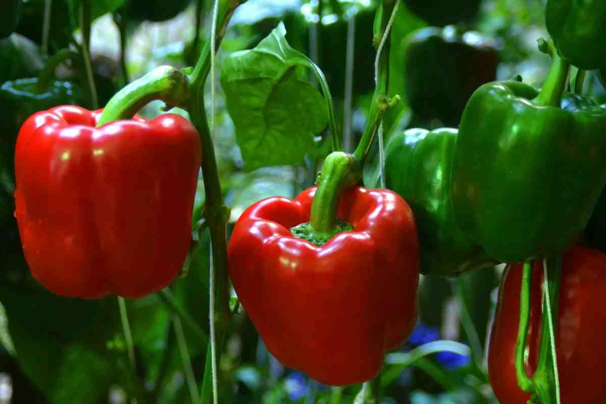 Ak teraz nezasijete semená, vaše papriky nebudú mať čas priniesť plody. Skontrolujte dátumy sejby.