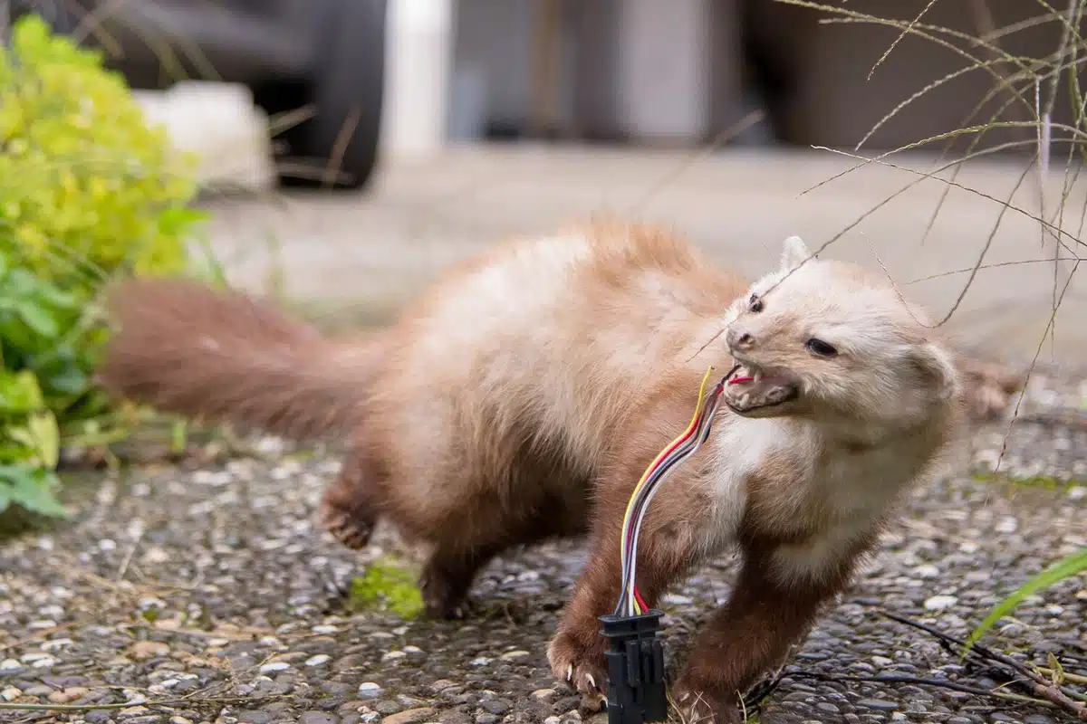 Raspršite sredstvo na nekoliko mjesta. Lasice bježe od straha.