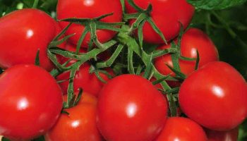Hodte 1 lyžicu do jamky – paradajky nebudú choré a vždy budú mäsité: v plodoch 10/10 kríkov
