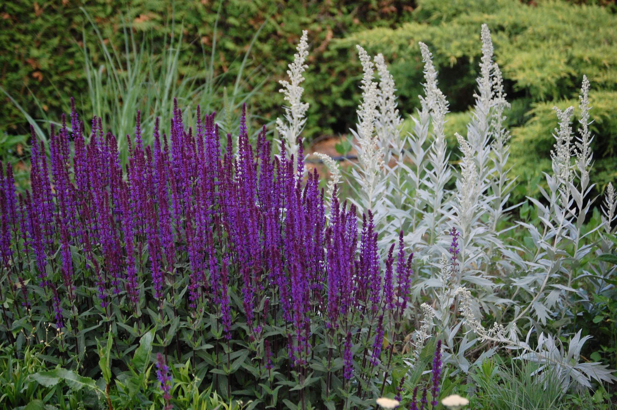 Impresivne trajnice za lijenčine: obilno cvjetanje cijelo ljeto bez puno truda.