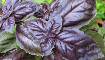 Tri voňavé rastliny, ktoré by ste mali zasadiť vo februári, aby vaša záhrada bola naplnená príjemnou vôňou.