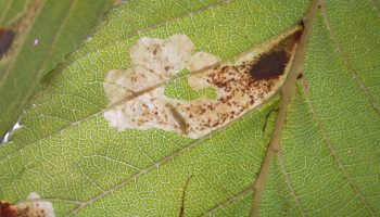 În februarie, udați cu acest remediu buștenii. Acest lucru vă va scuti de larvele moliei buștenilor și va salva tufișul.