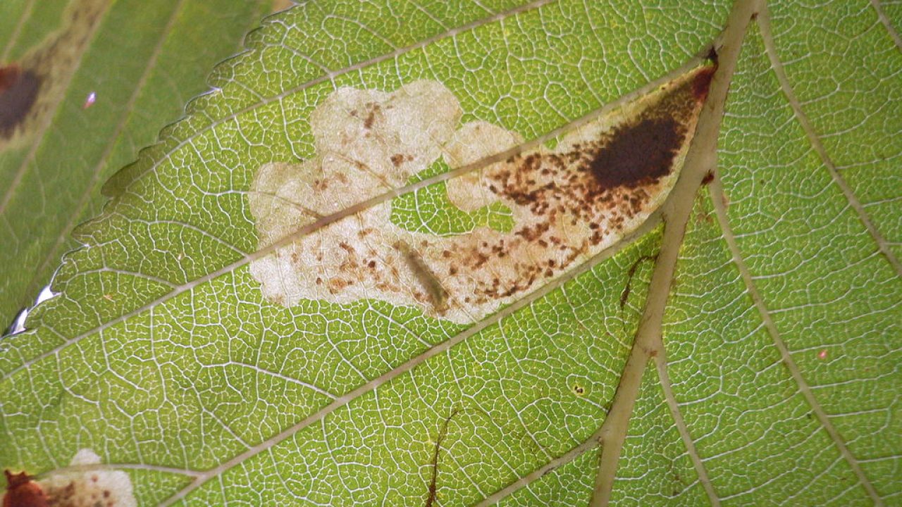 În februarie, udați cu acest remediu buștenii. Acest lucru vă va scuti de larvele moliei buștenilor și va salva tufișul.