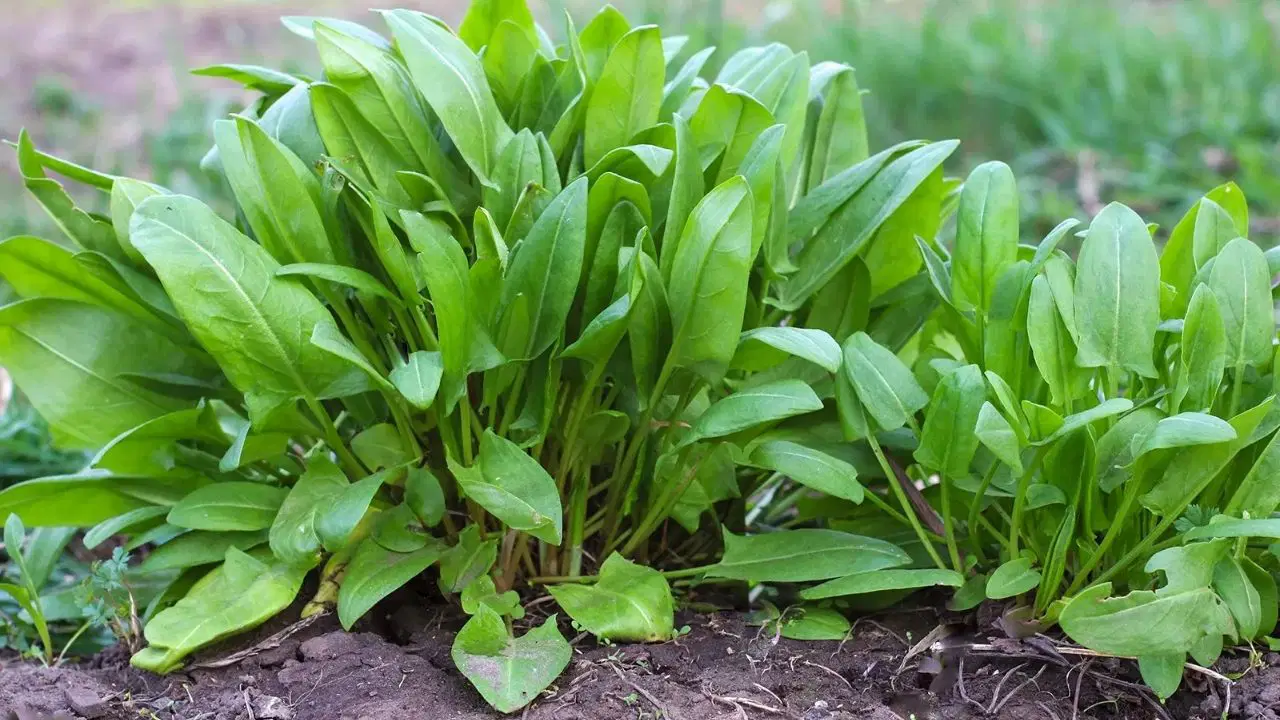 Stiglo je idealno vrijeme: 7 aromatičnih biljaka koje vrijedi posaditi sada, kako biste imali berbu dugi niz godina.